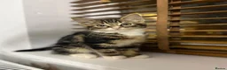 Mixed Breed cats for sale: Adorable Kittens Ready for Their Forever Homes🐾 - Advert 21