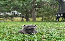 Staffordshire Bull Terrier dogs for sale: Staffordshire  puppies for sale - Image 7