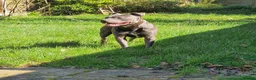 Staffordshire Bull Terrier dogs for stud: Male for Stud - "Sexy Rexy"  in Wolverhampton - Advert 8