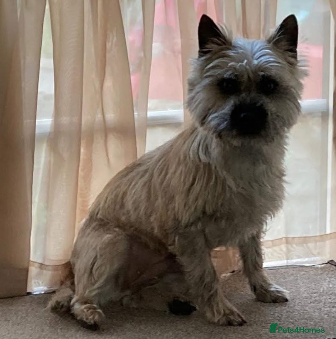 Cairn Terrier dogs for sale: KC registered Male pups off health tested parents  - Advert 14