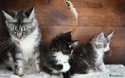 Maine Coon cats for sale: ✨Meet Cherry & Plum✨- TICA Reg - High Smoke-white - Image 21