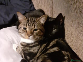 British Shorthair cats in South Croydon - Advert 27