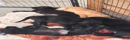 Labrador Retriever dogs for sale: 4 pure lab puppies  in Crediton - Advert 3