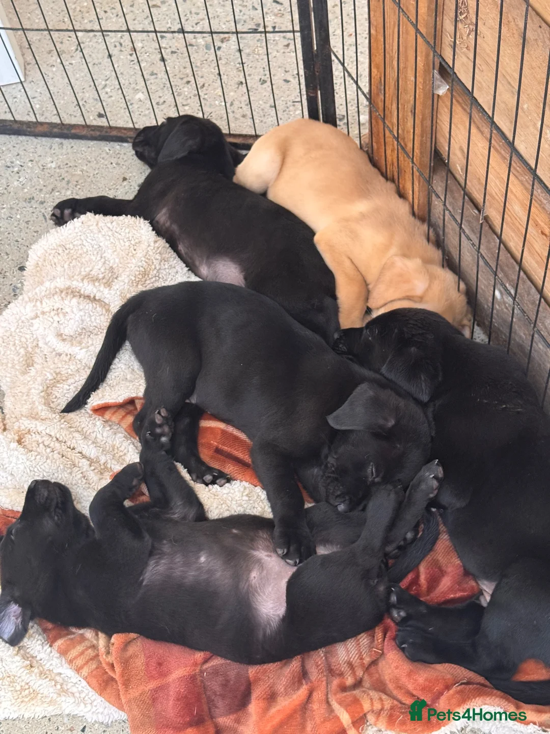 Labrador Retriever dogs for sale: 4 pure lab puppies  in Crediton - Advert 3