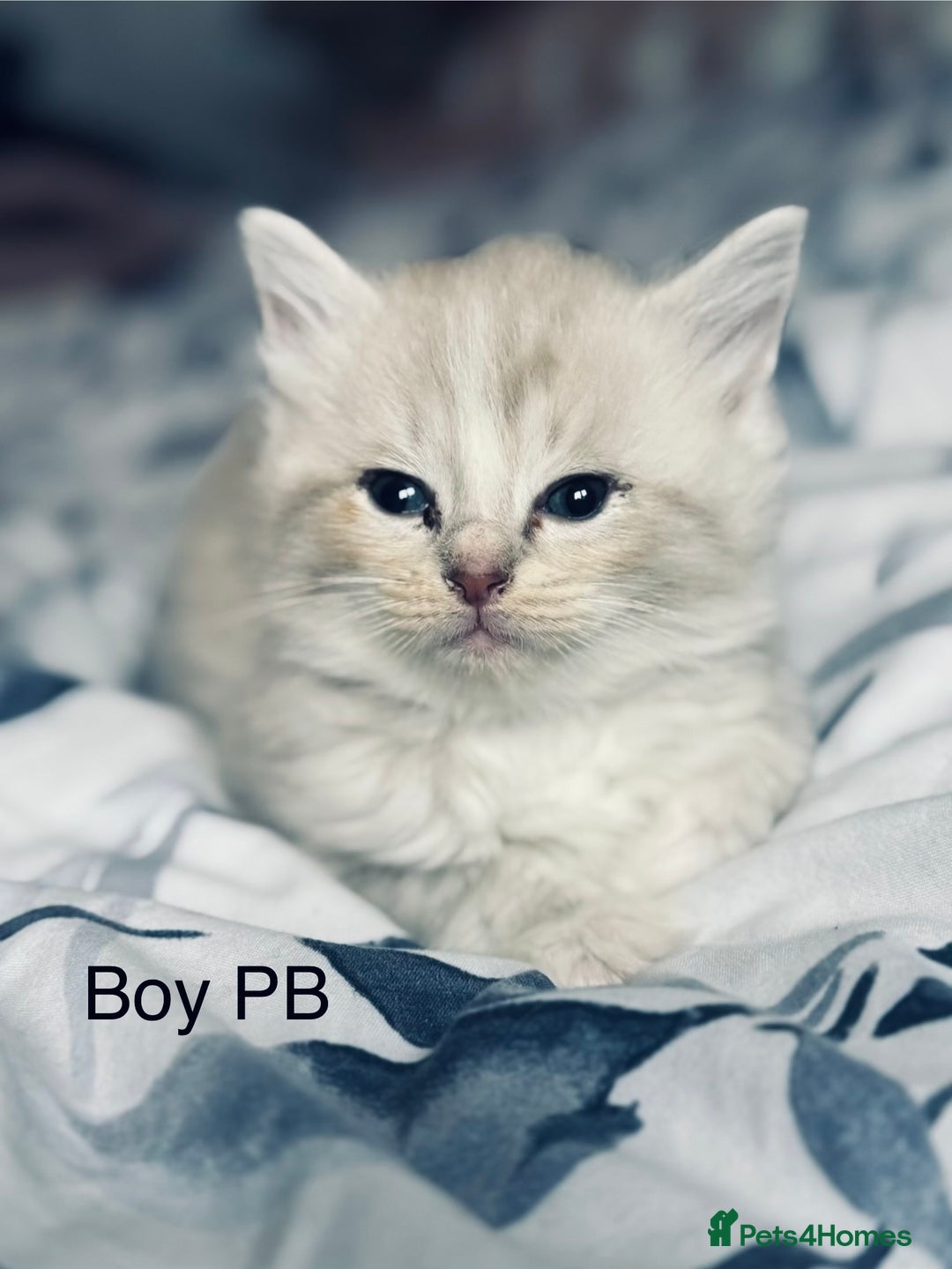 Ragdoll cats for sale: Classic & Mink Ragdoll Kittens - Advert 7