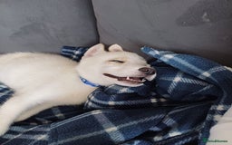 Huskita dogs for sale: For sale  - Image 1