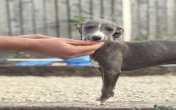 Whippet dogs for sale: Stunning quality blue whippets  - Image 2