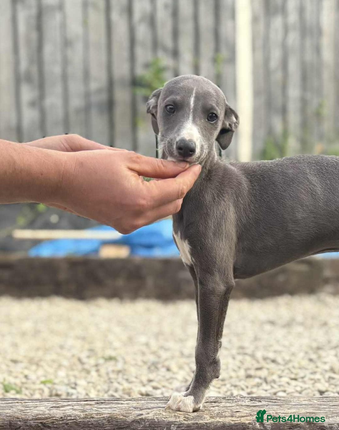 Whippet dogs for sale: Stunning quality blue whippets  - Image 2