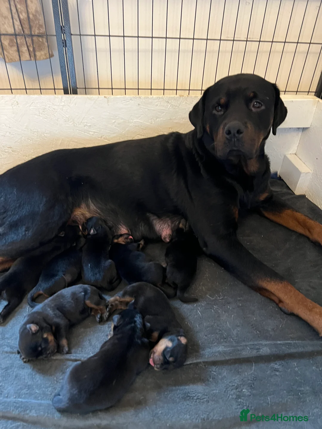 Rottweiler dogs for sale: Rottweiler pups ready to reserve.  - Advert 5