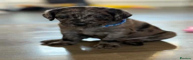 Labradoodle 3