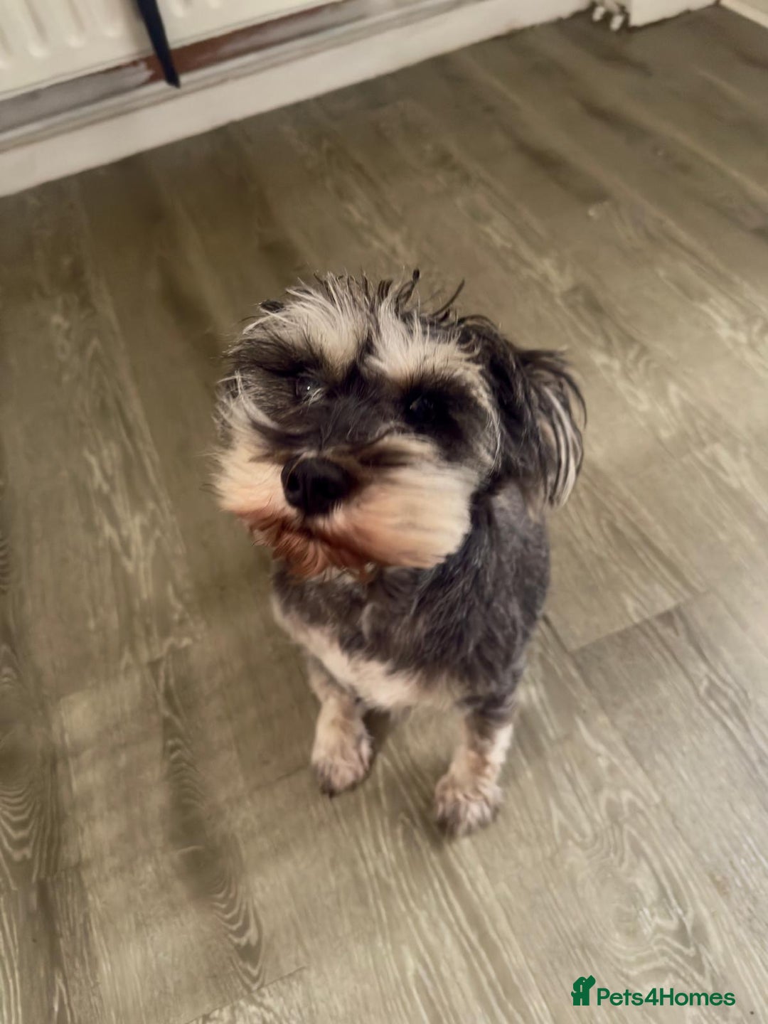 Schnauzer dogs for sale: sweet schnauzer available - Advert 3