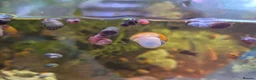 Snails fish for sale: Apple snails in Swaffham - Advert 2