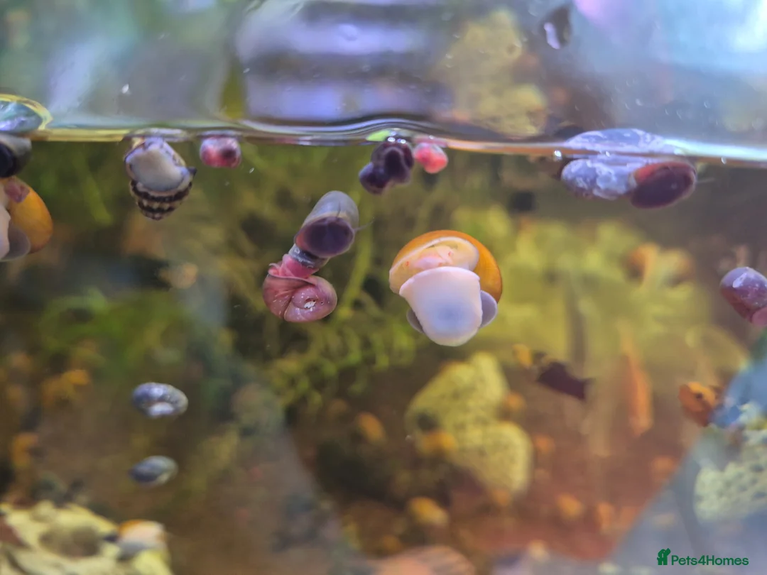 Snails fish for sale: Apple snails in Swaffham - Advert 2