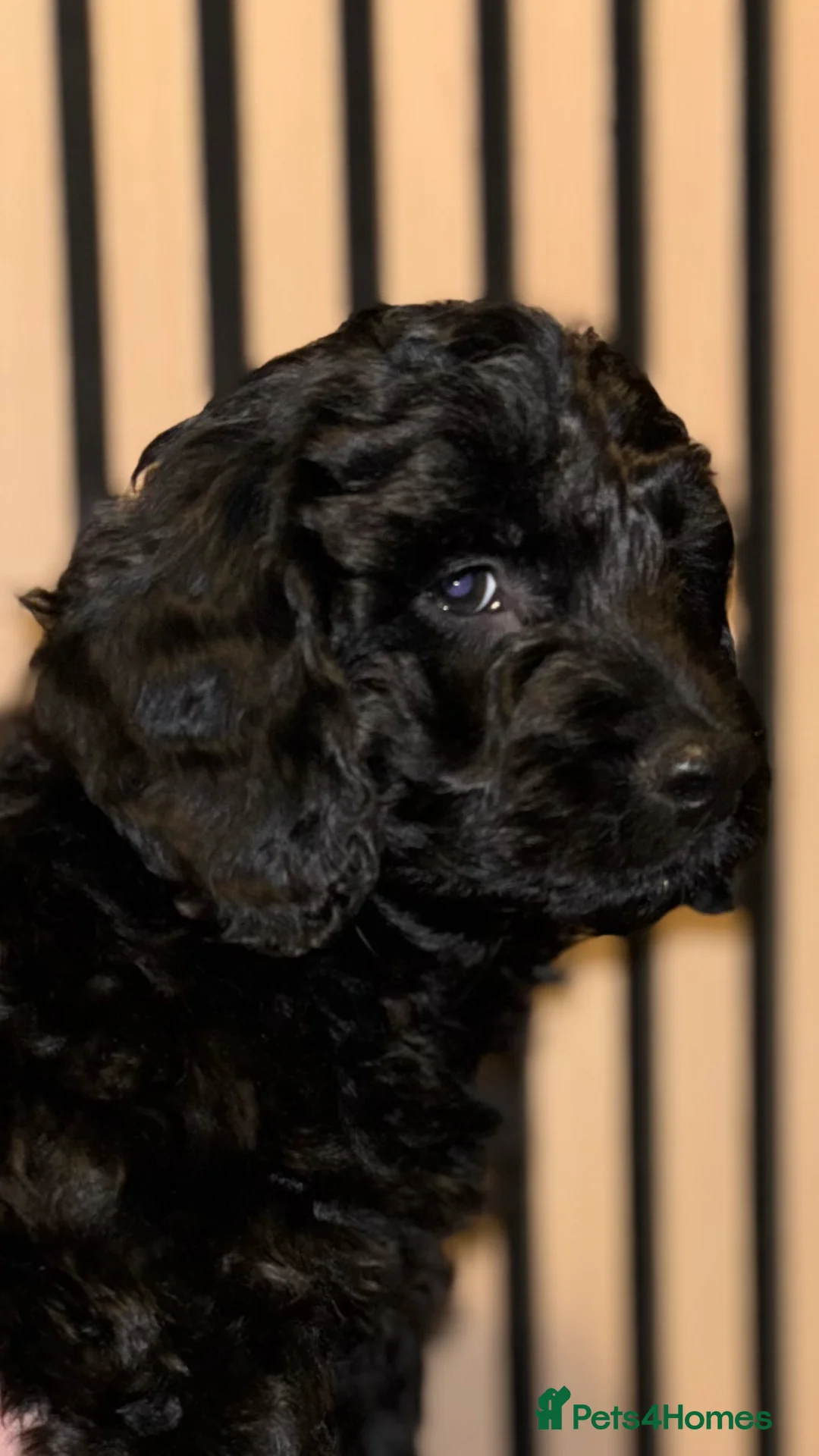 Cockapoo dogs for sale: 1 Male F1B Cockapoo looking for forever home 🐾 - Advert 3