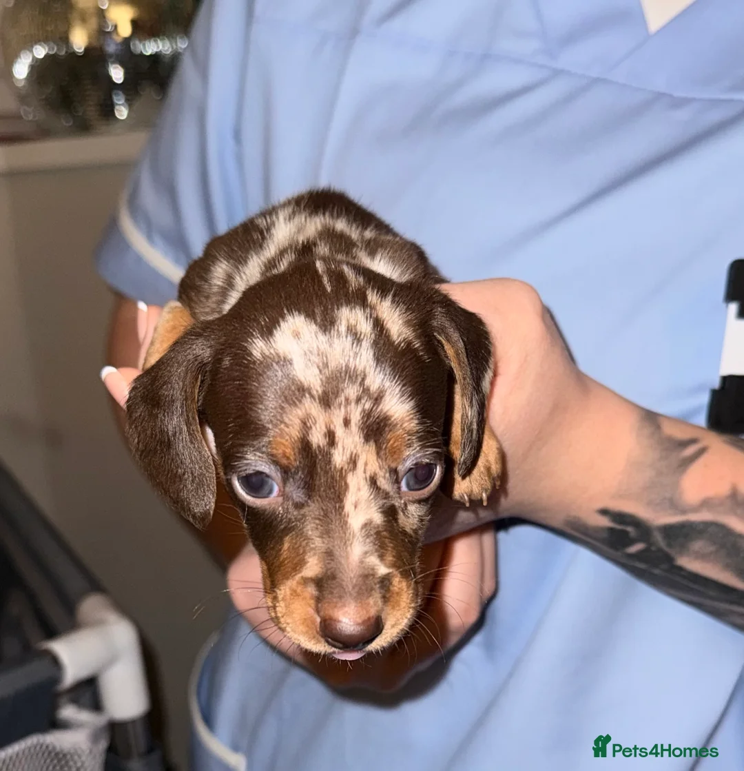 Miniature Dachshund dogs for sale: Stunning Mini-Dachshund litter - Advert 14