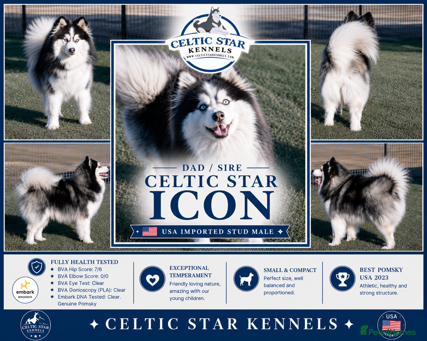 Pomsky dogs American Import blue eyed F3 Pomsky Bb/Dd - Advert 1