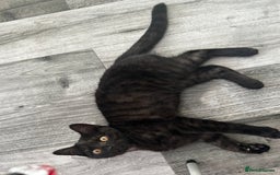 Brazilian Shorthair cats for sale: Black Cute Kitten - Image 3