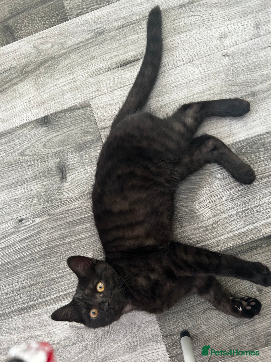 Brazilian Shorthair cats for sale: Black Cute Kitten - Image 3