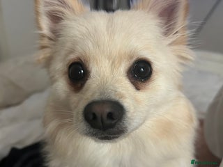 Mixed Breed dogs Pomeranian cross for sale - Advert 1