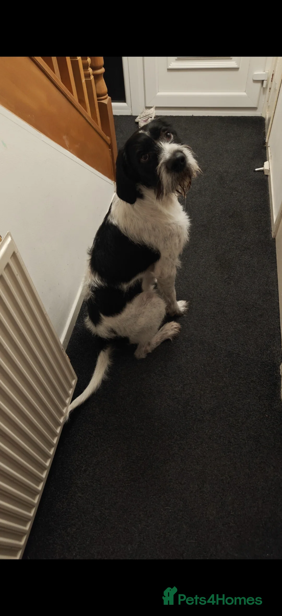 Pointer dogs for stud: Bruce - pointer for stud - Advert 2