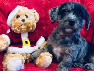 Mixed Breed dogs Stunning Cavacockerpoo - Advert 15