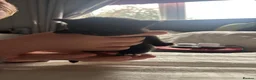 Mixed Breed cats for sale: Black kittens  - Advert 2