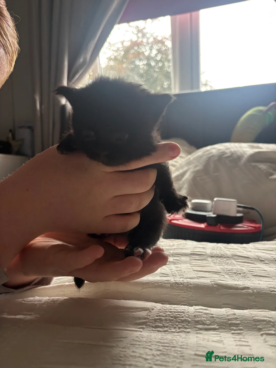 Mixed Breed cats for sale: Black kittens  - Advert 2