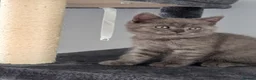 British Shorthair cats for sale: 🐾 British Shorthair Looking for Their Homes 🐾 - Advert 16