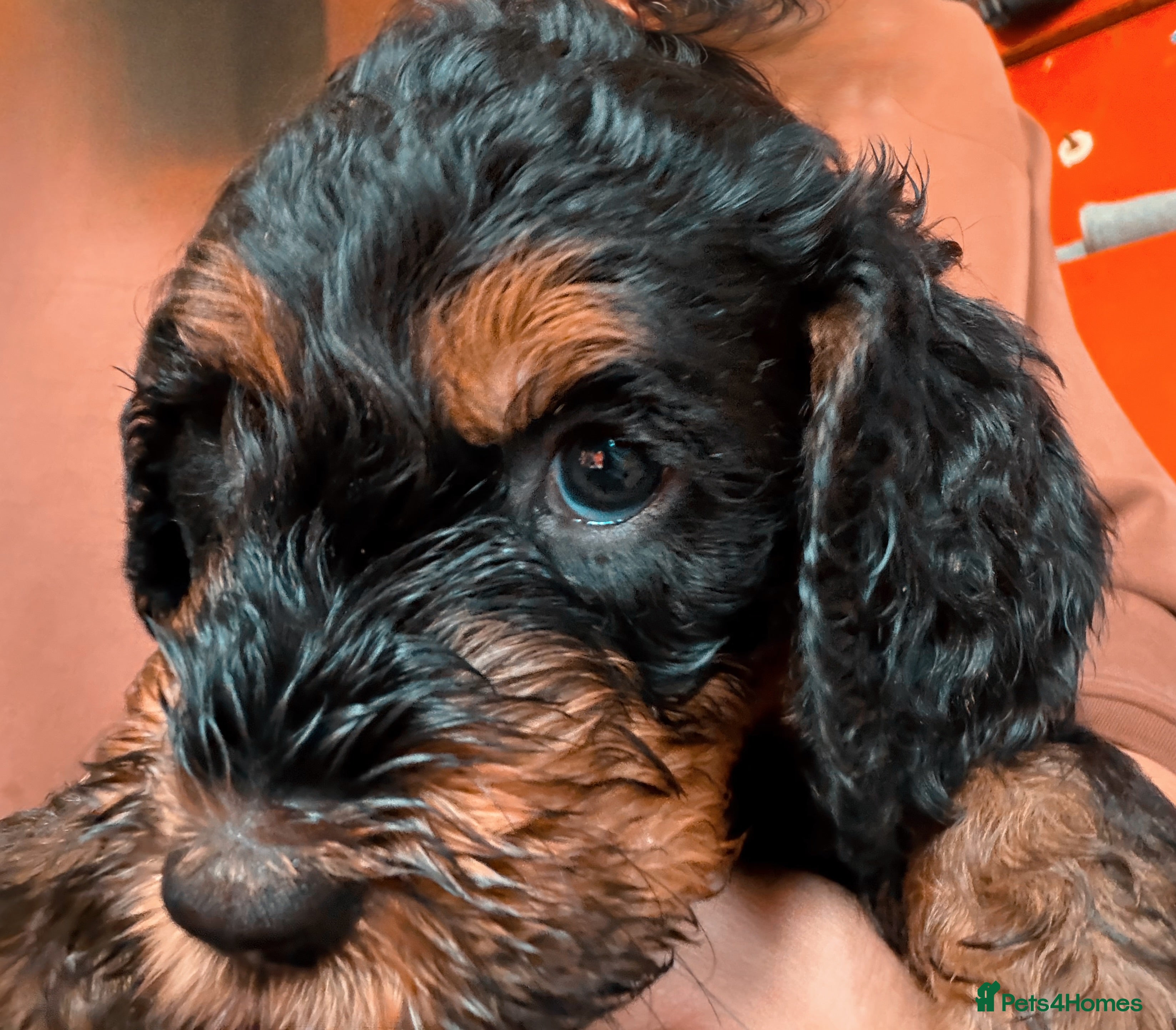 Mixed Breed dogs Stunning litter of Gordon Doodles. - Advert 2