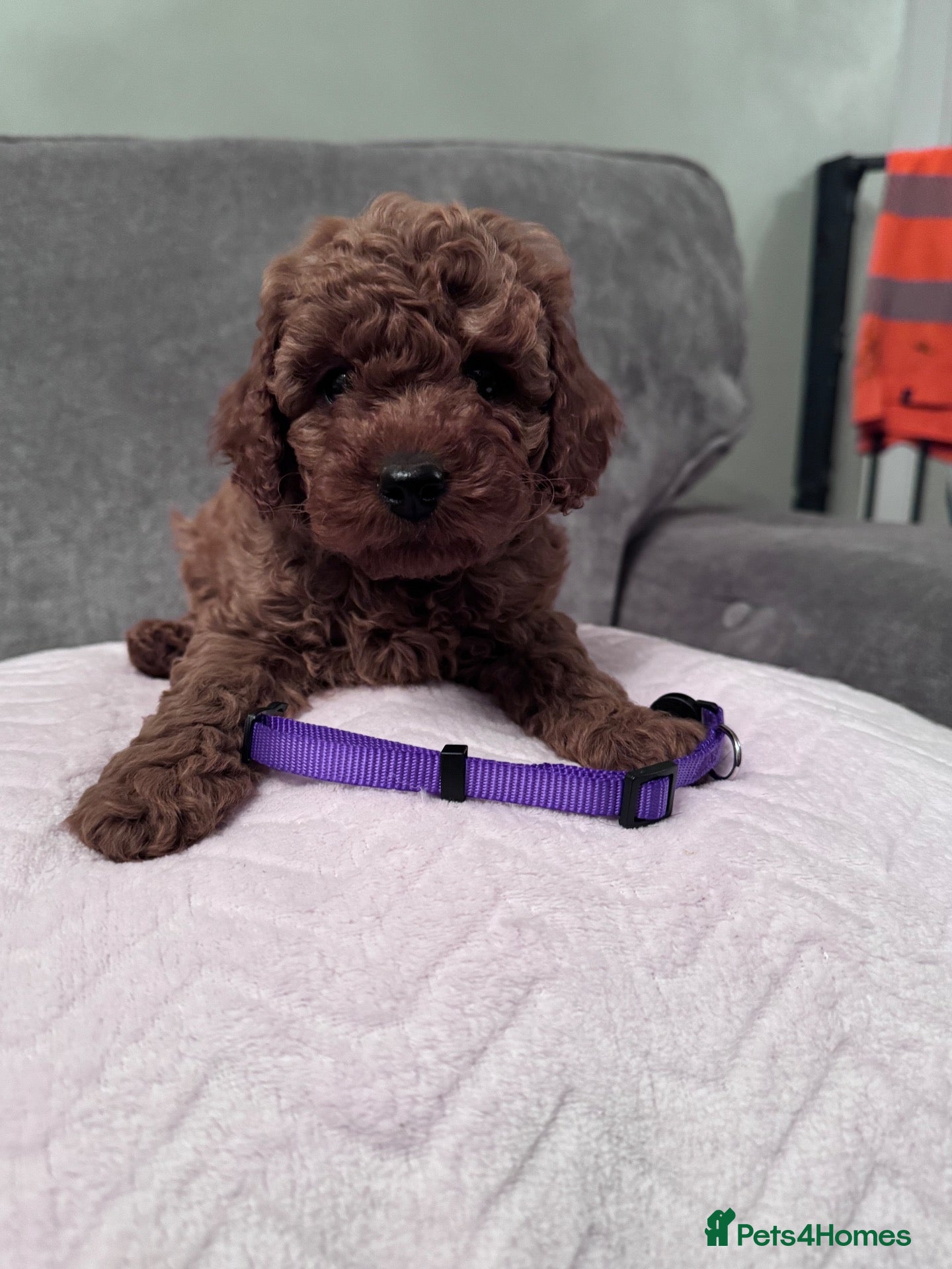 Cavapoo dogs ❣️9WEEK OLD READY NOW CAVAPOO GIRLS  - Advert 1