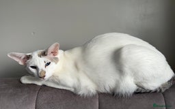 Oriental cats for sale: Oriental Male Cat - 3 years old  - Image 8