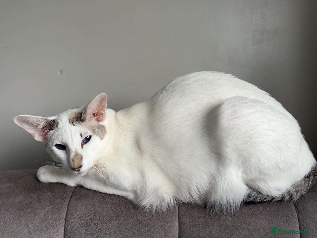 Oriental cats for sale: Oriental Male Cat - 3 years old  - Image 8