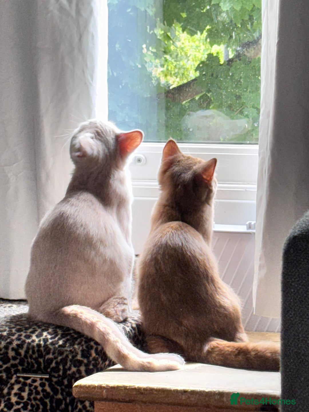British Shorthair cats for sale: Beautiful British shorthair kittens  - Image 2