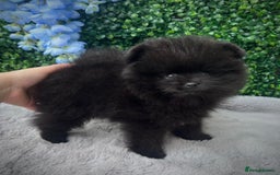 Pomeranian dogs for sale: ** TRUE TO TYPE BLACK POMERANIAN PUPPIES ** - Image 10