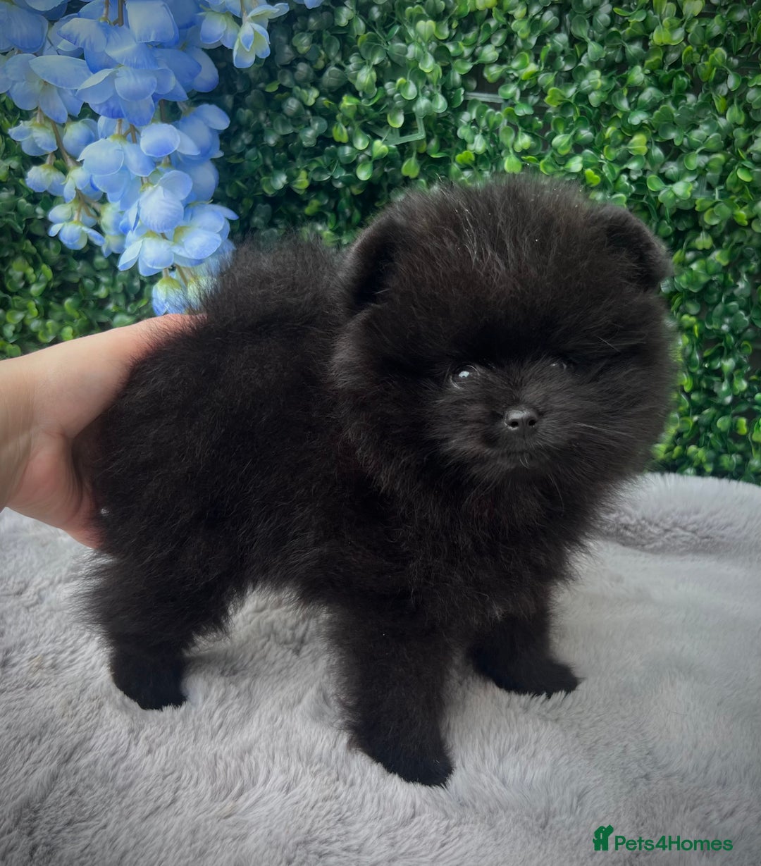 Pomeranian dogs for sale: ** TRUE TO TYPE BLACK POMERANIAN PUPPIES ** - Image 10