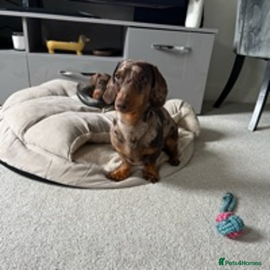 Dachshund dogs for stud: Miniature Dachshund Stud Kc registered & Pra clear in Stowmarket - Image 16