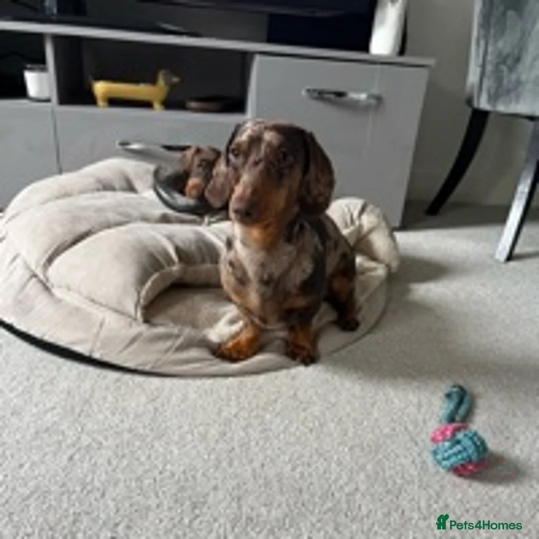 Dachshund dogs for stud: Miniature Dachshund Stud Kc registered & Pra clear in Stowmarket - Advert 16