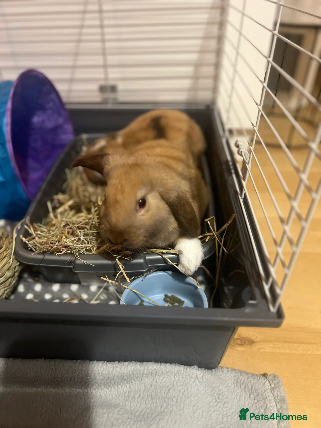 Mixed Breed rabbits for sale: Handsome male half lop! Read description  in Swindon - Advert 2