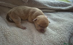 Mixed Breed dogs for sale: Red nose pittie cross cane corso cross blue staffy - Image 3