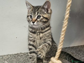 Maine Coon cats Maine coon cross kittens - Advert 8