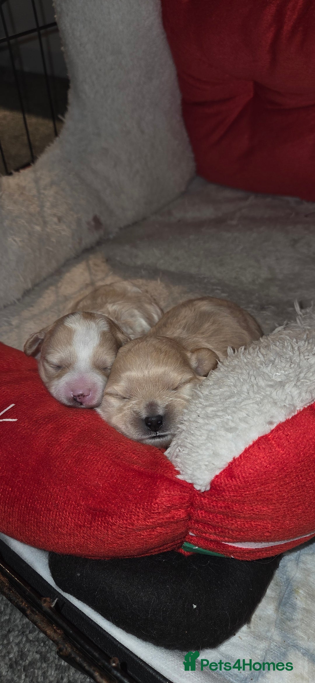 Mixed Breed dogs for sale: Maltons  - Advert 12