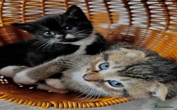 Scottish Fold cats for sale: 3 Beautiful Scottish Fold/straight kittens  - Image 7