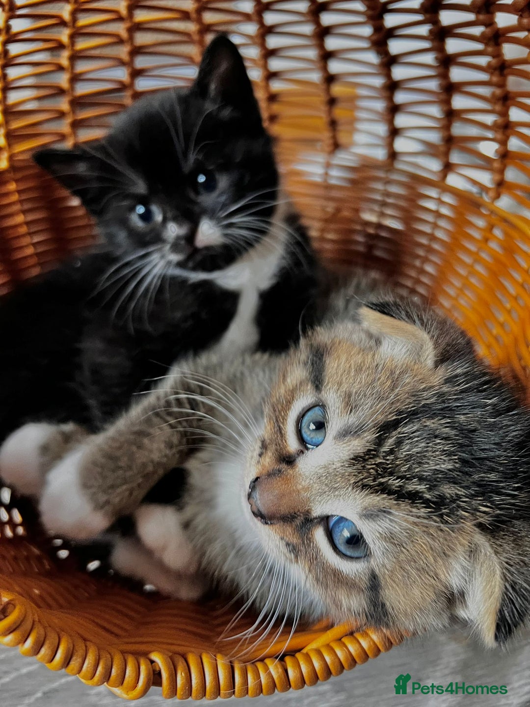 Scottish Fold cats for sale: 3 Beautiful Scottish Fold/straight kittens  - Image 7