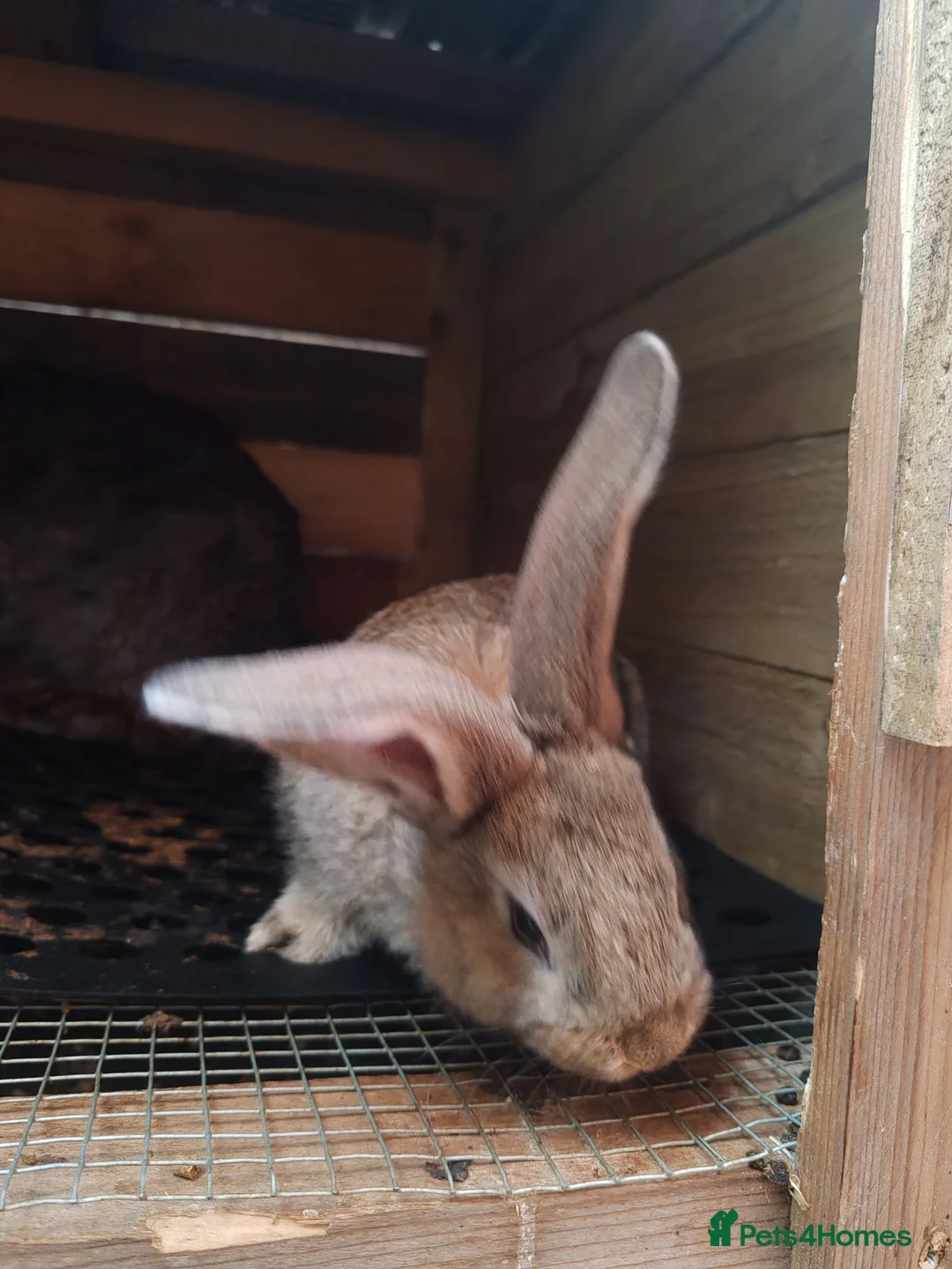 Continental Giant rabbits for sale: Continental giant babies  - Advert 2