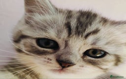 Scottish Fold cats for sale: ❤️Gorgeous Scottish Fold Straight ears kittens❤️ - Image 6
