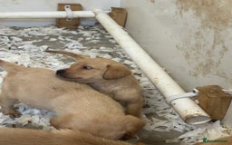 Labrador Retriever dogs for sale: 5⭐️kc reg Labrador puppies⭐️ - Image 6