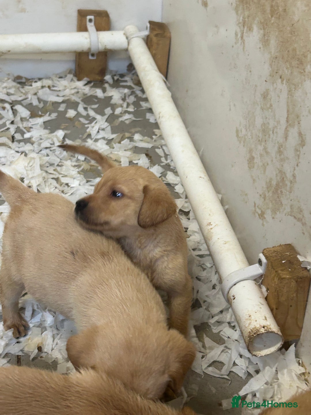 Labrador Retriever dogs for sale: 5⭐️kc reg Labrador puppies⭐️ - Image 6