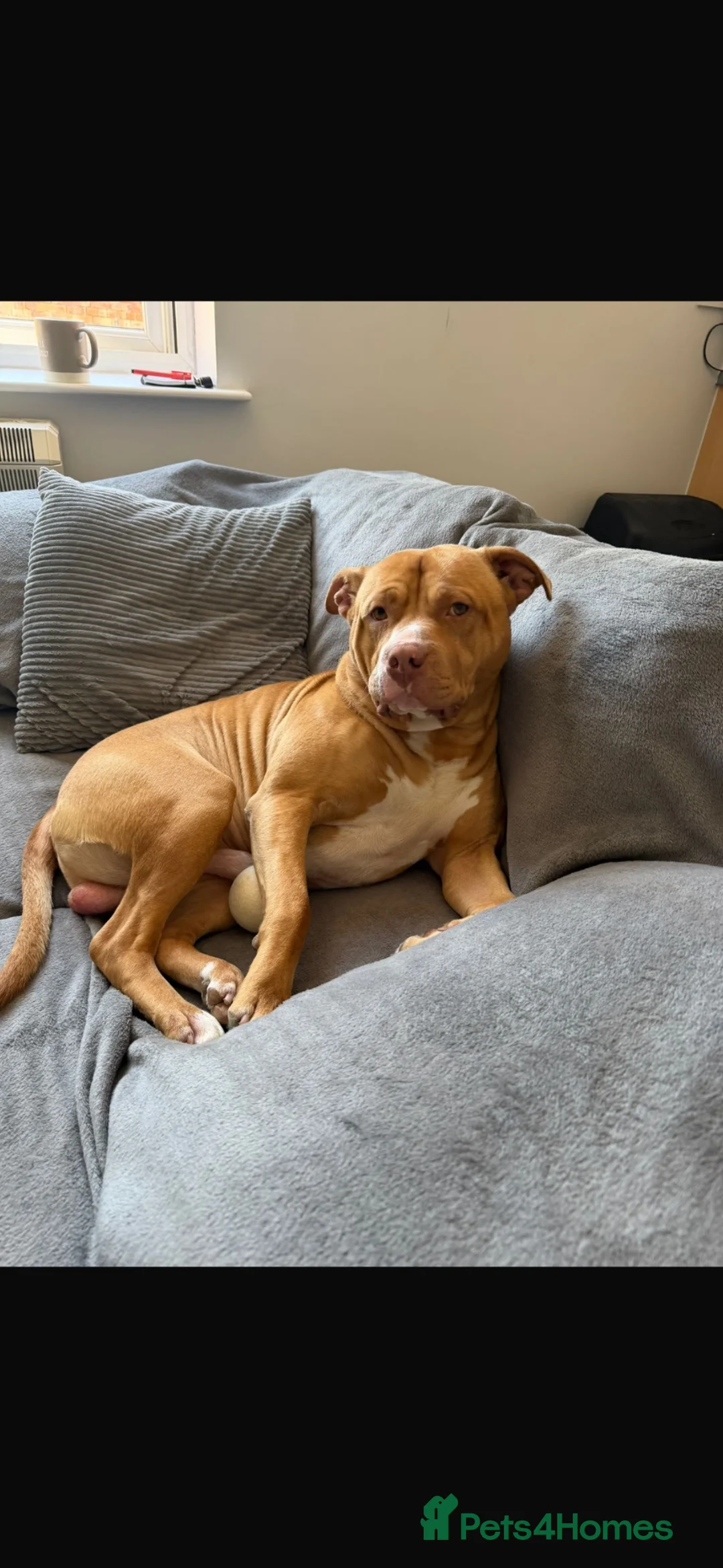 Mixed Breed dogs for sale: dave  in Saint Helens - Advert 1
