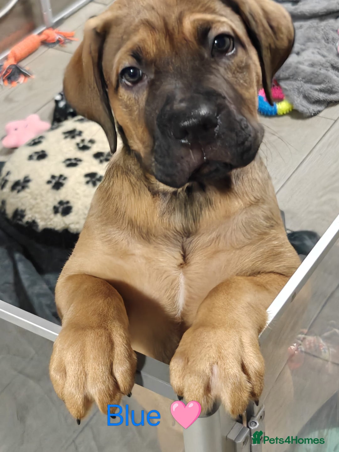 Mixed Breed dogs for sale: Puppies for sale - Advert 4