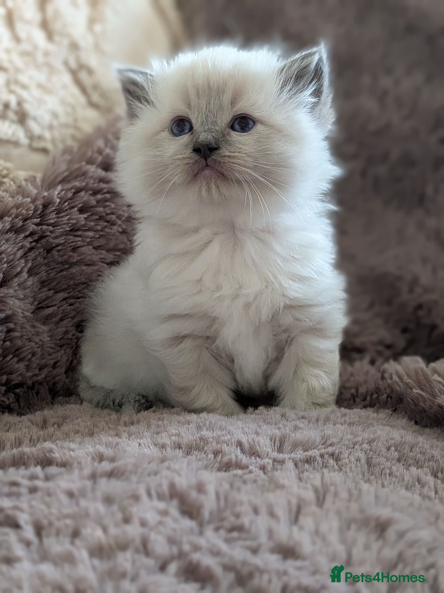 Ragdoll cats FIVE WK old Ragdoll kittens parents viewable :)   - Advert 1